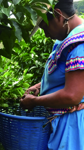 完熟したコーヒーチェリーを手で一つづつとっています。 完熟したコーヒーチェリーを手で一つづつとっています。