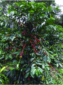 レリだ農園のコーヒーチェリー レリだ農園のコーヒーチェリー