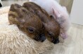 【愛媛・松山】松山初※のマイクロブタカフェ「P・SPO Pig Cafe」が7月3日オープン