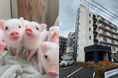 松山市でマイクロブタ・大型犬と暮らせる賃貸マンションが誕生　愛媛県初※の「マイクロブタ対応賃貸住宅」を三福管理センターが提供開始