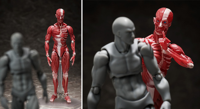 理科室の「人体模型」がアクションフィギュア・figmaになって登場 