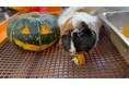 【智光山公園こども動物園】動物たちのユニークなカボチャの食べ方を間近で観察！秋のハロウィンイベントを開催中　かわいらしい動物を見においでよ！