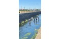 【埼玉県狭山市】市民と行政が一体となって守る故郷の川。「狭山市不老川をきれいにする会」主催の「不老川クリーン作戦」を2026年5月30日に実施