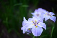 【埼玉県狭山市】智光山公園の花菖蒲園が美しい季節へ。6月6日・7日には「花菖蒲まつり」を開催！