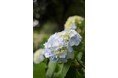 【埼玉県狭山市】新狭山・中原公園で今年も開催！6月14日（日曜日）は「あじさい祭り並びに国際交流の集い」