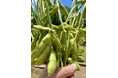 【埼玉県狭山市】暑い日には、これが食べたい！旬の香りと味を食卓へ。狭山市の自慢の枝豆の収穫が最盛期に！父の日のプレゼントにいかが？