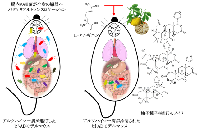 図１　ヒトADモデルマウスの病気の進行と病態を抑制する仕組みの概念図