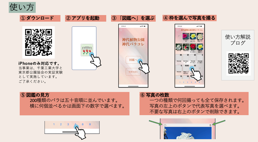 千葉工業大学stair Labと東京都公園協会が 神代植物公園の 秋のバラフェスタ をより楽しめるアプリ 神代バラコレ をリリース 千葉工業大学のプレスリリース