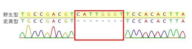 図3：標的遺伝子の改変されたDNA領域