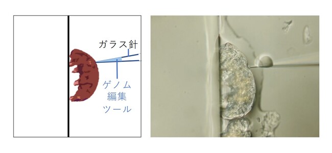 クマムシへのゲノム編集ツールの顕微注入（写真撮影：西郷永希子） （左）模式図（右）写真