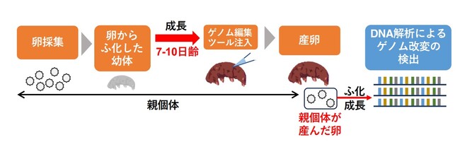 図2：開発したゲノム改変クマムシ個体の作製方法
