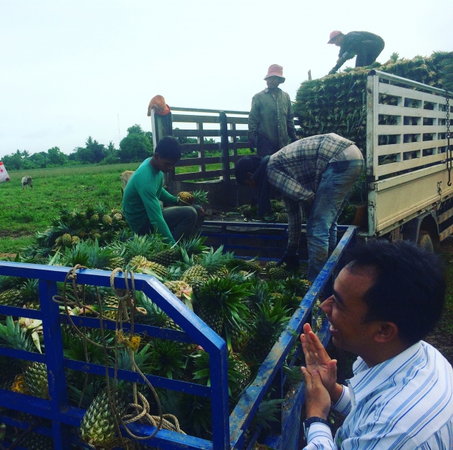 カンボジアでのパイナップル収穫の様子