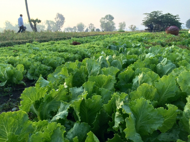 当社はカンボジアでの農業生産事業からスタートした。２