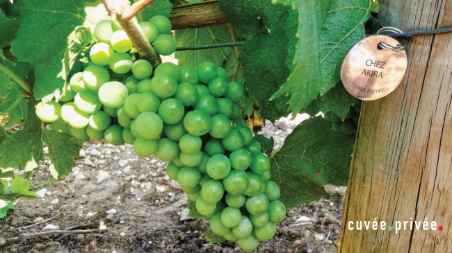 葡萄の木をアドプトし仏ワインの舞台裏を発見する、新オンライン