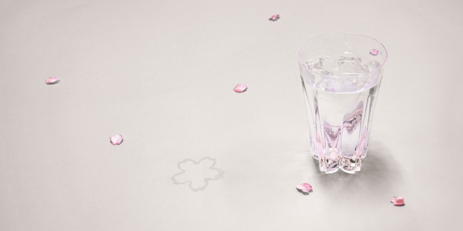 結露の水滴によってテーブルに桜の花びらが現れます。