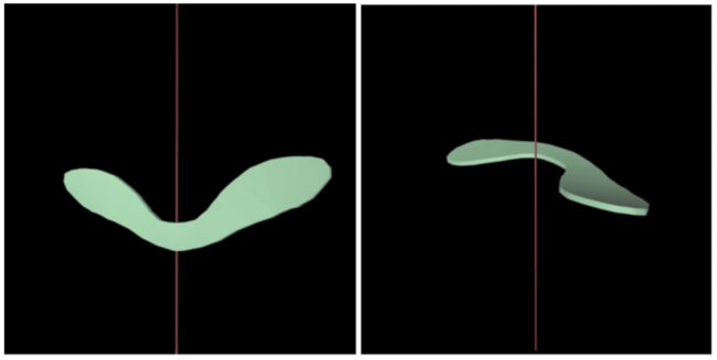 図：形状による落下姿勢の違い：カエデの種子が落下する際に2つの回転モードをとることを発見した。