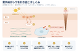 成分研究化粧品の「トゥヴェール」、共同研究が第26回日本抗加齢医学会総会で優秀演題賞を受賞