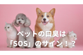 換気不足の冬だから気づく、ペットのニオイ。実はSOSのサインだと知っていますか?