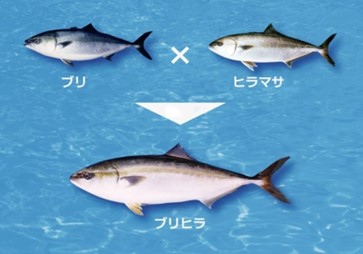 ブリヒラ(R)はブリとヒラマサの交配により生まれたハイブリット養殖魚です。