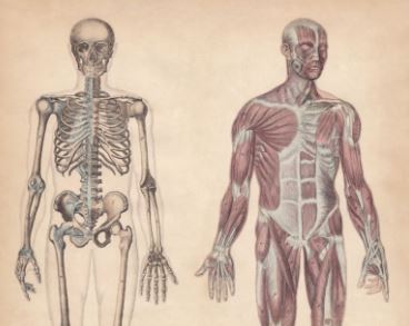 難解な解剖学を誰にでも分かりやすく解説 エクササイズの正しいプランニングができるようになるための身体の構造が学べるワークショップを19年11月 年1月に開催 株式会社zen Placeのプレスリリース