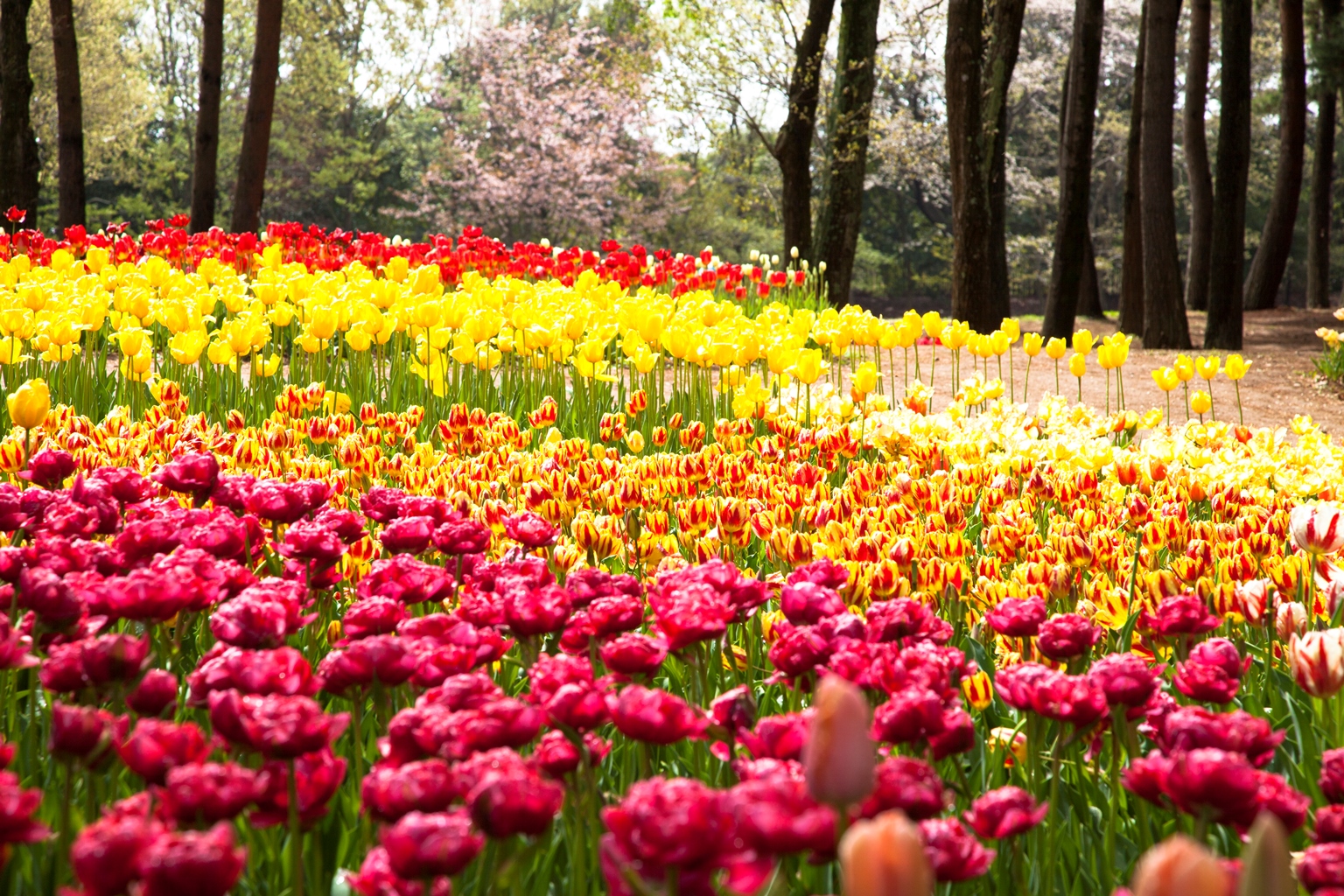 10万坪の敷地を季節の花で彩る ヴィレッジ花園 はなえん がオープン 株式会社中沢ヴィレッジのプレスリリース