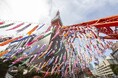 今年のGWは東京タワーで春満喫！「333匹の鯉のぼり」＆「桜のプロジェクションマッピング」好評開催中！