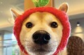 【大人気イベント復活】2025年1月11日から「愛犬りんご風呂」開催! 有馬グランドホテル/DogUpVilla