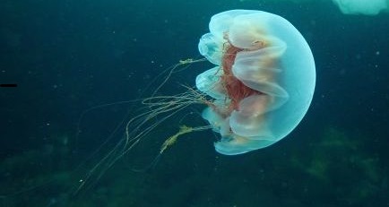 恐ろしや どんな生き物が毒を持っているの 毒はどうやって使われるの アクアマリンふくしま キッズプログラム開催内容決定 シリーズ 恐い生き物たち 毒 のある海の生き物 アクアマリンふくしまのプレスリリース