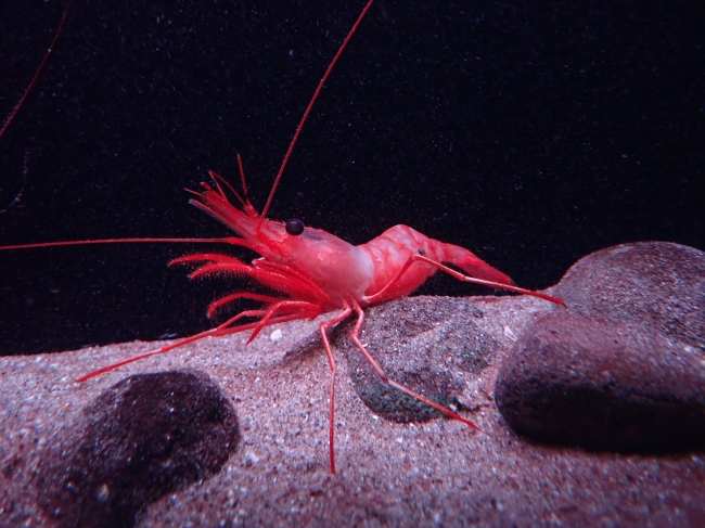 世界初 新種の深海エビを展示開始 生きている紅色の深海エビを観られるのはアクアマリンだけ 新種 クレナイモロトゲエビ の展示を始めました アクアマリンふくしまのプレスリリース