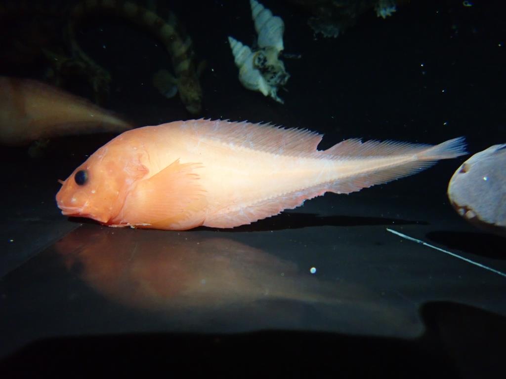 アクアマリンが採集した魚は新種のコンニャクウオだった ハッピーハロウィーン 新種の深海魚 ユウレイコンニャクウオ 公表のお知らせ アクアマリンふくしまのプレスリリース