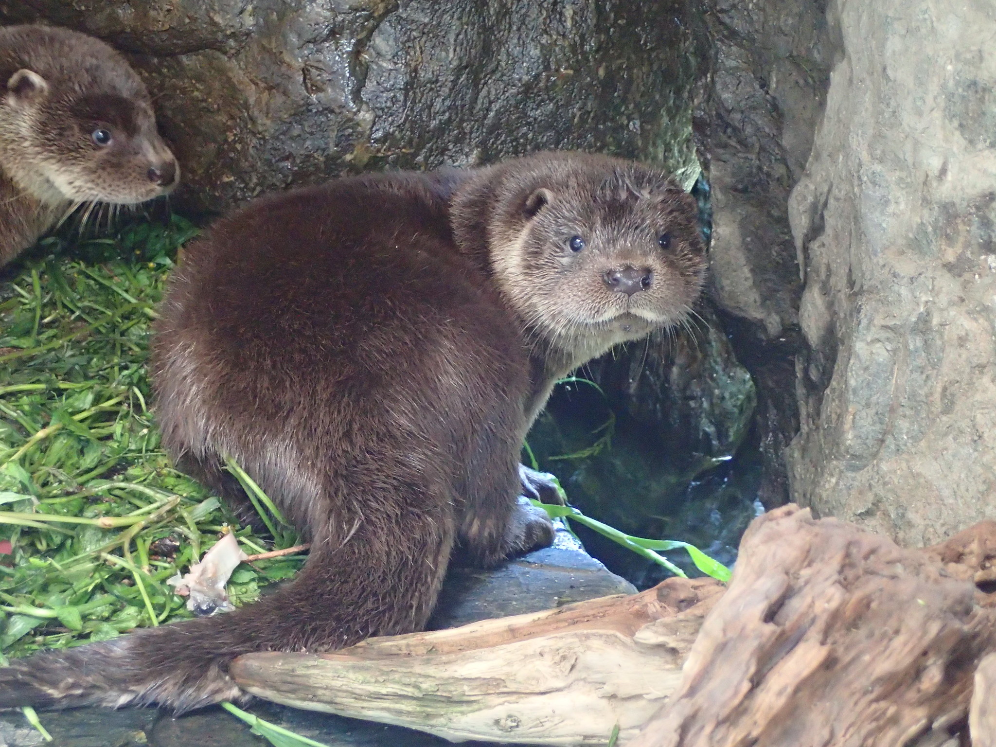 ユーラシアカワウソの魅力たっぷり ナイトプログラム 大人のためのカワウソナイト ディープ編 開催 アクアマリンふくしまのプレスリリース