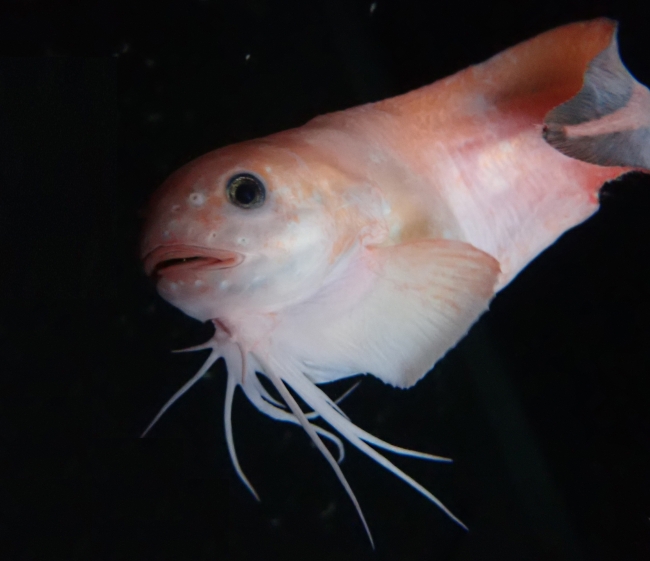 北海道知床でまた新種の深海魚を発見 貴重な標本を館内で展示 深海をさまよう魚 モユククサウオ 公表のお知らせ アクアマリンふくしまのプレスリリース
