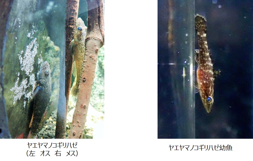 繁殖成功は日本初記録 日本では主に沖縄県八重山地方に生息する環境省レッドリスト選定種 ヤエヤマノコギリハゼの繁殖に成功 アクアマリンふくしまのプレスリリース