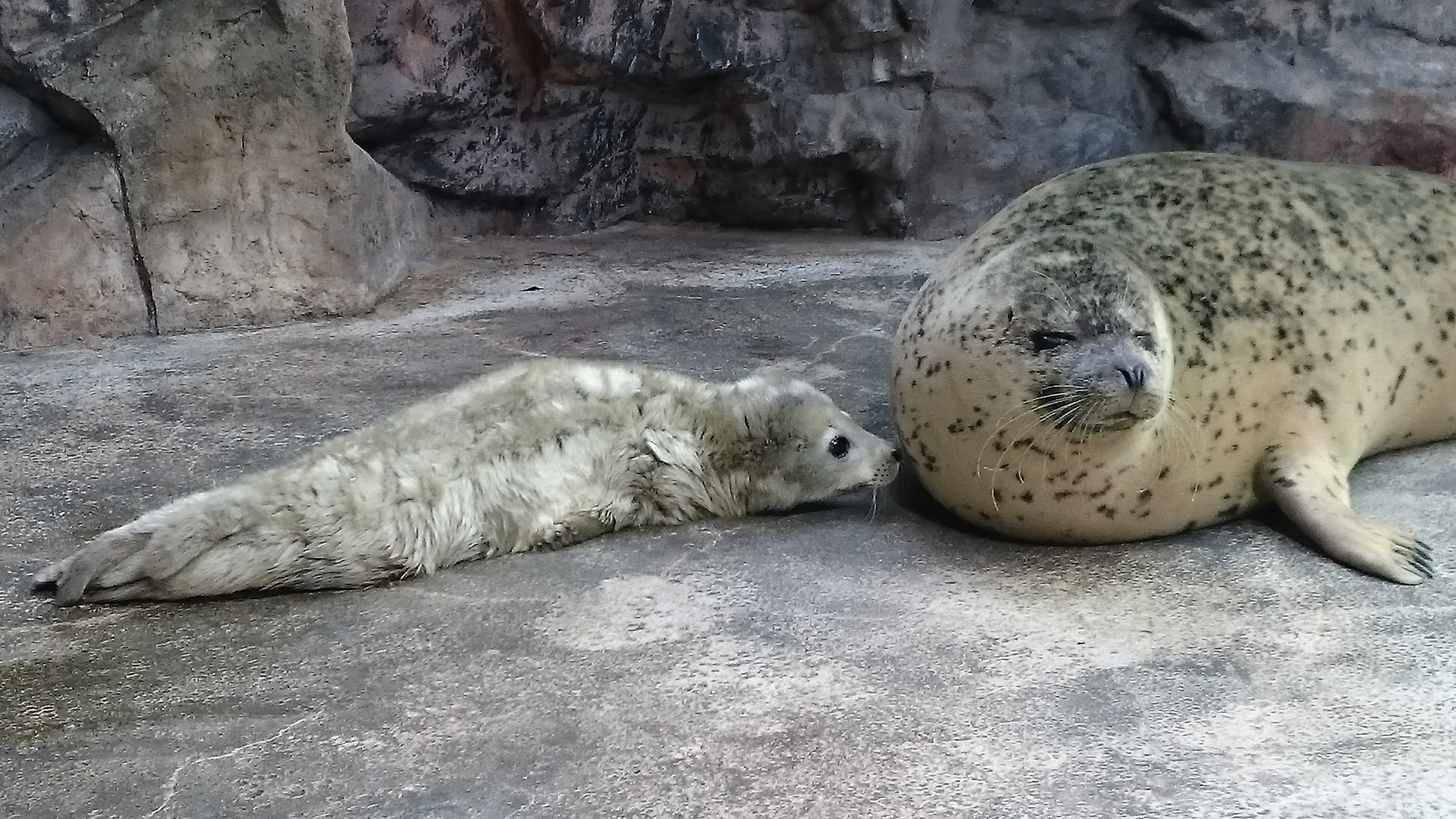 サンマは何を食べているの アザラシ の赤ちゃんはどうして白いの 夏休みの特別企画でアクアマリンの生き物に詳しくなろう 夏休みアクアマリンこども相談室 質問募集開始 アクアマリンふくしまのプレスリリース