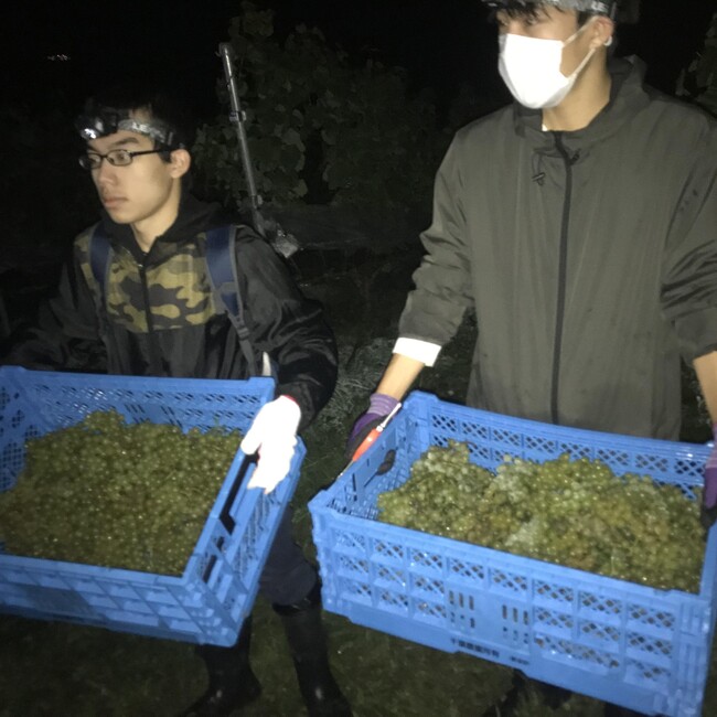 収穫作業 収穫作業
