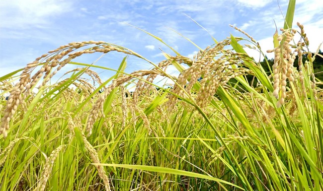 循環型農業の美味しいお米「めぐりん米」