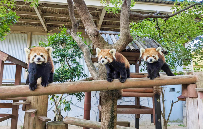 サファリパークで人気のレッサーパンダ