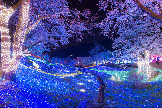 「夜桜イルミリオン」の様子