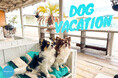 『愛犬とヴァカンス』を過ごす、新スポットが木更津に誕生!WILDBEACHのグランピング&ビーチカフェでペット同伴が2025年3月から利用開始