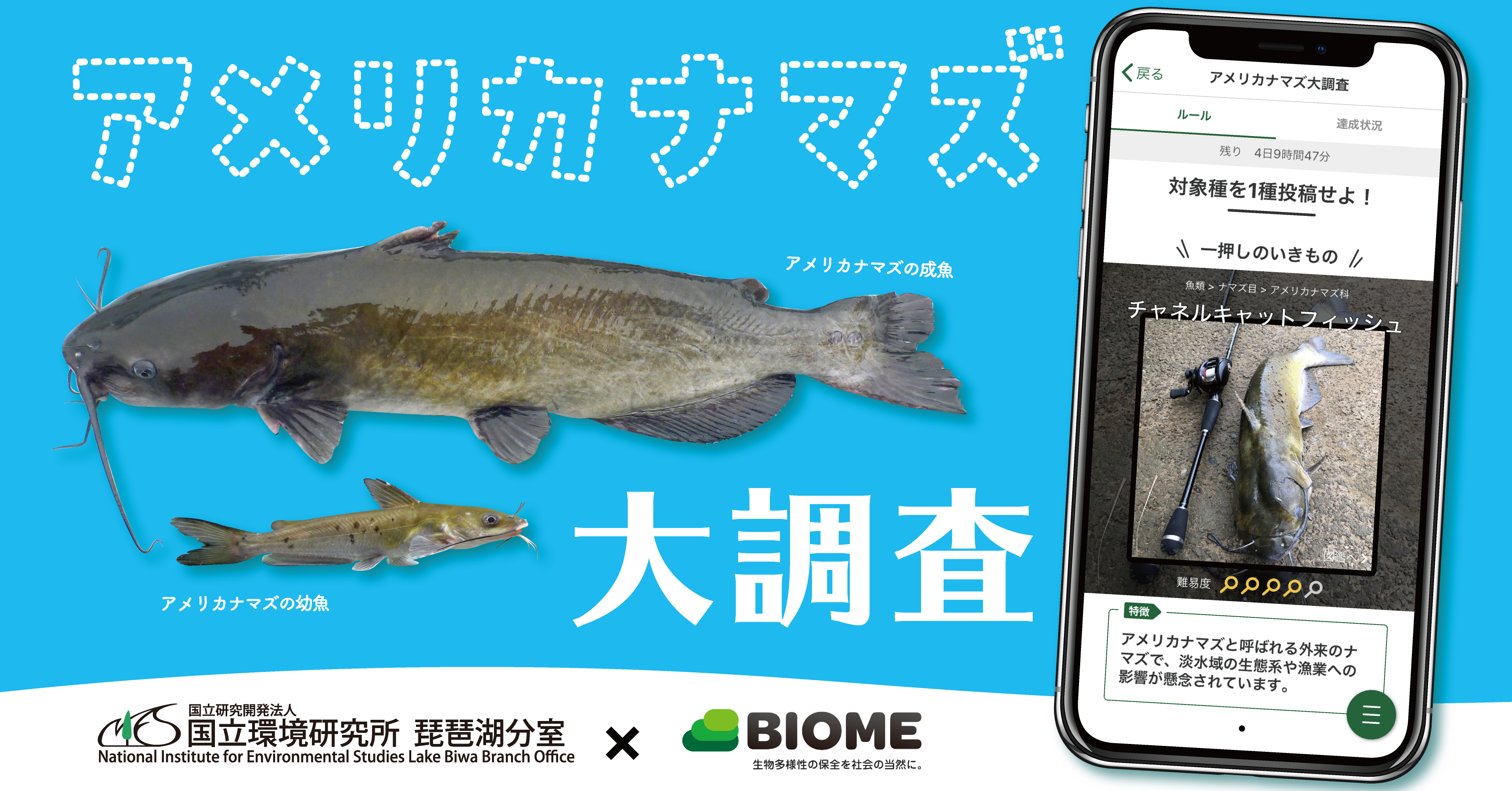 国立環境研究所 Biome スマホアプリを用いた外来魚 アメリカナマズ の全国調査を実施 株 バイオームのプレスリリース