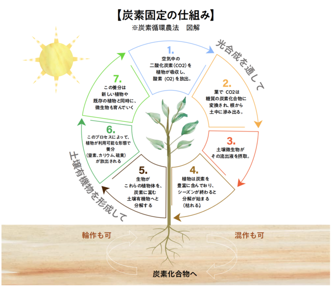 落花生跡地で葉物を育成して炭素固定