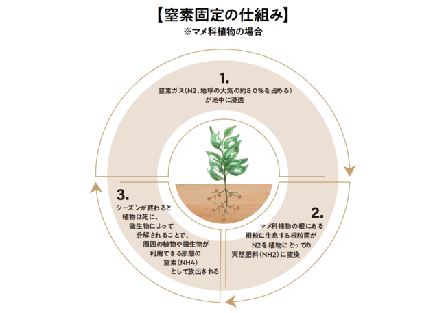 落花生を通じて窒素を固定