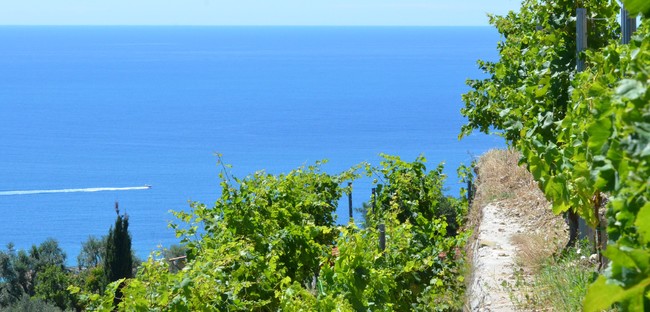 (C) francoismillo.com-CIVP (C) francoismillo.com-CIVP