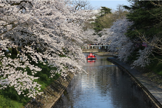 松川べり 満開の桜と遊覧船 松川べり 満開の桜と遊覧船