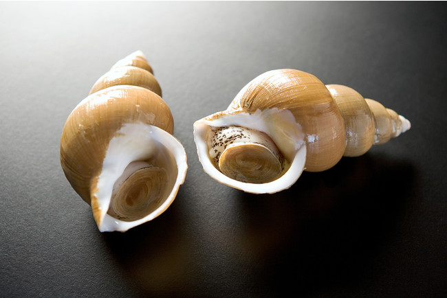 第34回 耳であじわう とやま食 入善ジャンボ西瓜 と 富山湾のバイ貝 エクセルホテル東急のプレスリリース