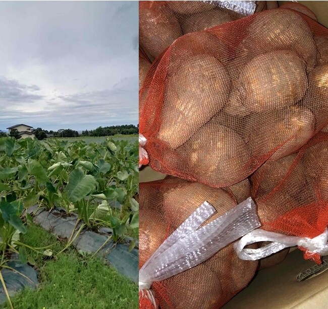 上市の里いも 上市の里いも