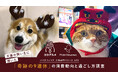 【9連休 犬猫飼い主の消費調査】犬の飼い主はフードやおやつに「プチ贅沢」消費、猫の飼い主は消耗品のまとめ買い傾向