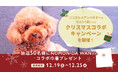 ココグルメと人気Youtuberマロン(漢)のクリスマスコラボ企画をスタート