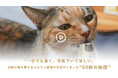 「私の1年は、きみの4年。」いつの間にか私より歳をとっていく君へ。全国の猫を愛する人たちと紡いだ“60秒の物語”公開