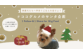 【フレッシュペットフードD2Cバイオフィリア】保護犬に手作りフードが寄付できる参加型クリスマスチャリティーを開催
